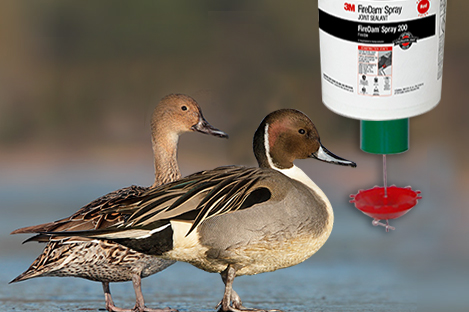 Northern Pintails Duck Using Automatic Duck Feeder